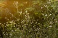 White cephalaria leucantha, Meadow. morning sunlight sunrise Wild flowers and plants sunset, Autumn field sunset background