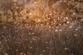 White cephalaria leucantha, Meadow. morning sunlight sunrise Wild flowers and plants sunset, Autumn field sunset background