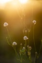 White cephalaria leucantha, Meadow. morning sunlight sunrise Wild flowers and plants sunset, Autumn field sunset background