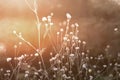 White cephalaria leucantha, Meadow. morning sunlight sunrise Wild flowers and plants sunset, Autumn field sunset background