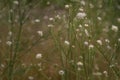 White cephalaria leucantha, Meadow. morning sunlight sunrise Wild flowers and plants sunset, Autumn field sunset background