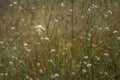 White cephalaria leucantha, Meadow. morning sunlight sunrise Wild flowers and plants sunset, Autumn field sunset background