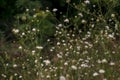 White cephalaria leucantha, Meadow. morning sunlight sunrise Wild flowers and plants sunset, Autumn field sunset background