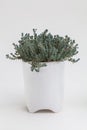 White ceramic pot with Succulent houseplant Sedum dasyphyllum mino. Green color small flower bouquet arrangement, blossom home Royalty Free Stock Photo