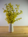 White ceramic vase full of fresh cut forsythia branches in the spring sitting on a real wood surface. Yellow wildflowers brought