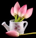 White ceramic watercan, sprinkler, with pink lotus, water lily flowers, close up