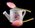 White ceramic watercan, sprinkler, with pink lotus, water lily flowers, close up