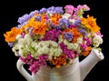 White ceramic watercan, sprinkler, with vivid colored flowers, orange tagetes, purple wild flowers, close up Royalty Free Stock Photo