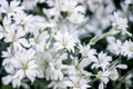 Cerastium tomentosum flower bushes in garden