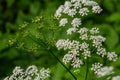 White Chaerophyllum aureum plant with smooth bokeh Royalty Free Stock Photo