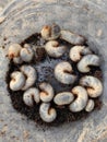 White chafer grub. Larva of the May beetle. Agricultural pest