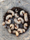 White chafer grub. Larva of the May beetle. Agricultural pest