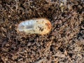 White chafer grub. Larva of the May beetle. Agricultural pest