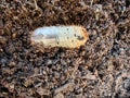 White chafer grub. Larva of the May beetle. Agricultural pest