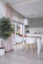 White chairs at table in modern dining room interior with plant and pink drapes. Real photo Royalty Free Stock Photo