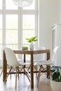 White chairs at wooden table with plant in minimal dining room i Royalty Free Stock Photo