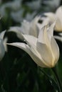 White chalice of hybrid tulip flower Sapporo in afternoon sunshine