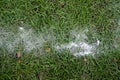 White chalk on Grasses