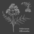 White Chalk Hand Drawn Branch Valerian with Roots Royalty Free Stock Photo