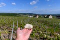 White chalk soil on of premier cru champagne vineyards in village Hautvillers near Epernay, spring in Champange, France Royalty Free Stock Photo