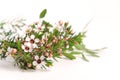 White Chamelaucium. Waxflower. Royalty Free Stock Photo