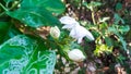 White chameli flower. Royalty Free Stock Photo