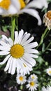 White chamomile blooms in Midsummer Royalty Free Stock Photo
