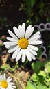 White chamomile blooms in Midsummer