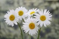 White chamomile camomile bouquet on nature background