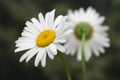 White chamomile camomile bouquet on nature background