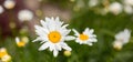 White Chamomile or Camomile flower grows in nature. Macro shoot with blur green meadow in the background Royalty Free Stock Photo