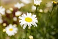 White Chamomile or Camomile flower grows in nature. Macro shoot with blur green meadow in the background Royalty Free Stock Photo