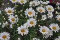 white chamomile (Chamaemelum) flower