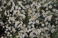 white chamomile (Chamaemelum) flower