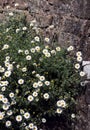 White Chamomile Daisies growing by Stone Wall