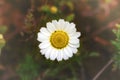 White chamomile - daisy on blurred background