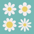 White chamomile daisy. Camomile icon set. Cute round flower head plant collection. Growing concept. Love card. Simple abstract