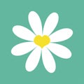 White chamomile daisy. Cute flower plant collection. Valentines day symbol. Yellow heart center. Love card. Camomile icon Growing