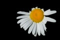 White Chamomile Daisy Flower with Yellow Center Isolated on black background Royalty Free Stock Photo