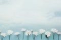 White Chamomile Daisy Flowers on a Blue Sky Background