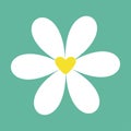 White chamomile daisy icon. Cute flower plant collection. Valentines day. Yellow heart center. Love card. Camomile Growing concept