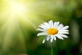 White chamomile in field