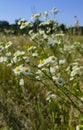 White chamomile in the field Royalty Free Stock Photo
