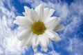 White Chamomile Flower Against the Blue Sky. Beautiful Flower Isolated on a Light Background Royalty Free Stock Photo