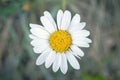White chamomile flower. A beautiful plant in the field Royalty Free Stock Photo