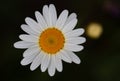 white chamomile flower on a black background close-up Royalty Free Stock Photo