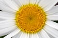 White chamomile flower on a black background. Royalty Free Stock Photo