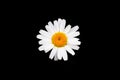 white chamomile flower on a black background, isolated, copy space, place for text