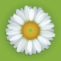 White Chamomile Flower