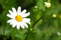 White Chamomile flower grows in nature. Macro shoot with blur green meadow in the background. Daisy plant Asteraceae Royalty Free Stock Photo